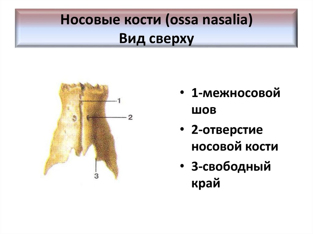 Костя латинский. Строение носовой кости. Носовая кость строение. Строение носовой кости анатомия.