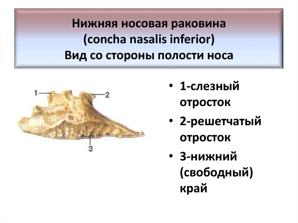 Нижне носовой. Нижняя носовая раковина (Concha Nasalis inferior. Нижняя носовая раковина кость строение. Нижняя носовая раковина кость анатомия строение. Нижняя носовая кость черепа.