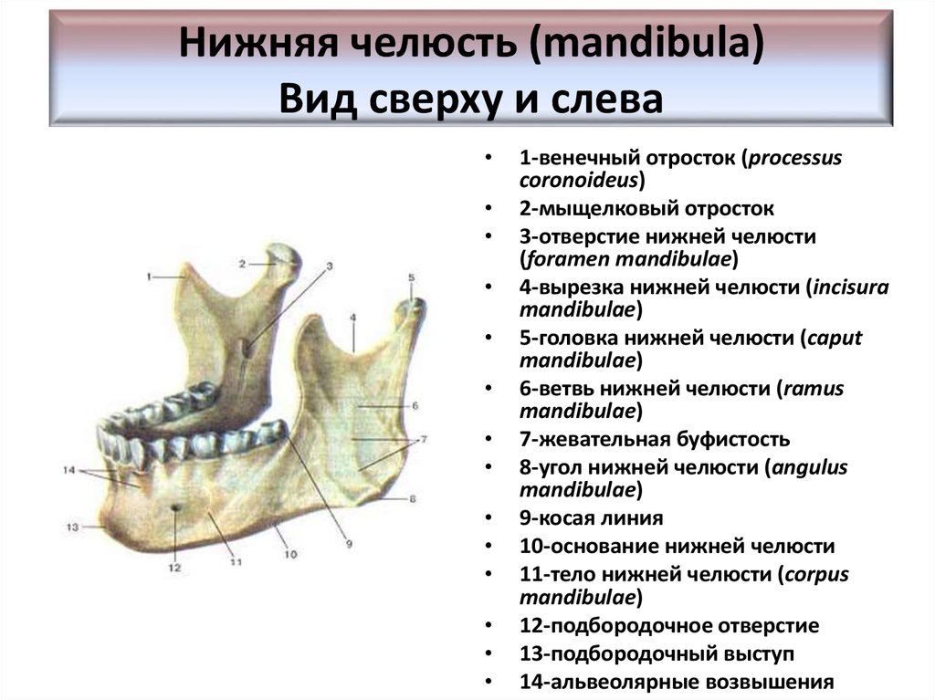 Отдел скелета челюсти. Мыщелковый отросток нижней челюсти. Венечный отросток челюсти. Нижняя челюсть кость черепа анатомия. Венечный отросток нижней челюсти анатомия.
