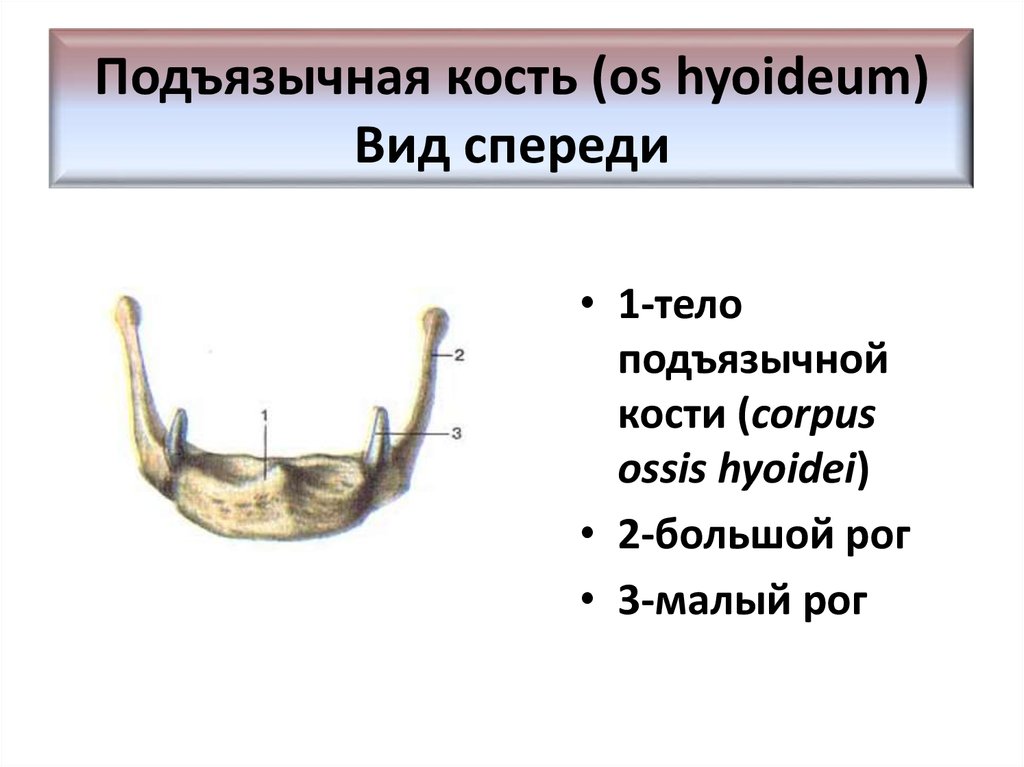 Подъязычная кость фото где находится