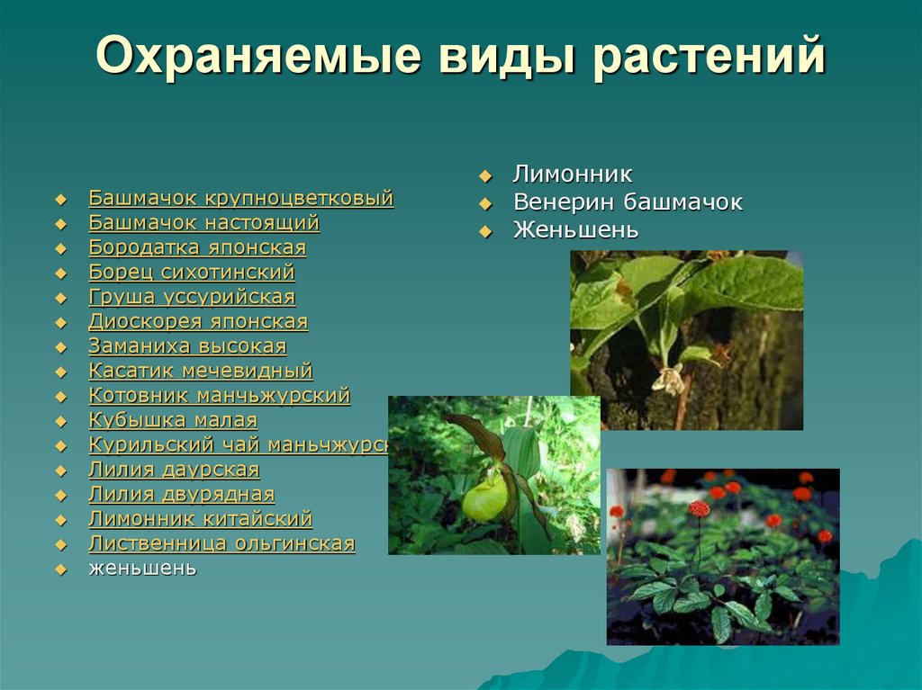 Охраняемые виды растений