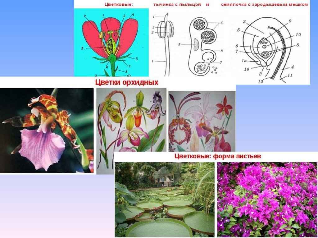 Опишите развитие цветкового растения. Орхидные диаграмма цветка. Развитие цветка. Эволюция цветка. Орхидные формула цветка.