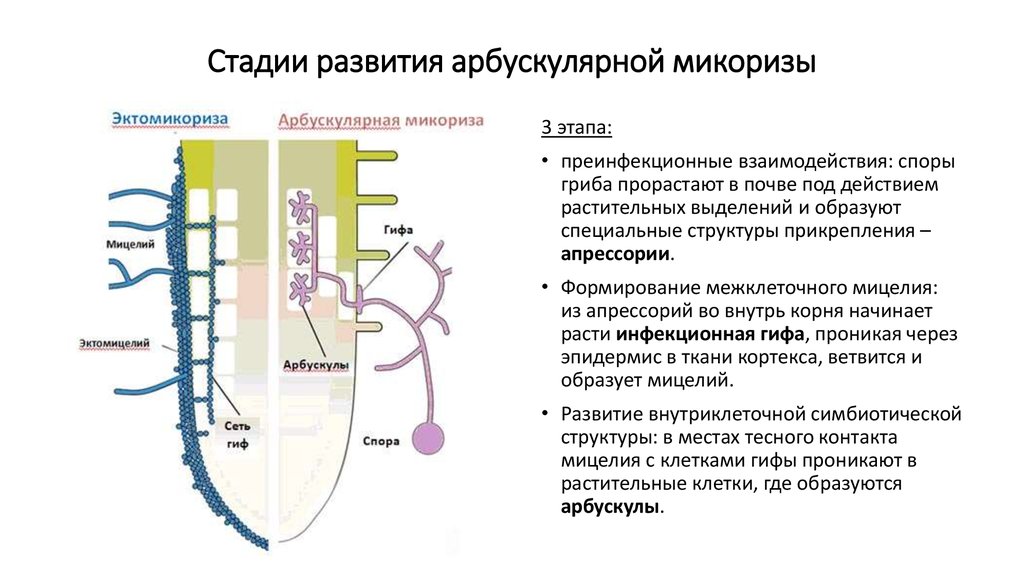 Ген развития. Аппрессории. Стадии развития микоризы. Арбускулярными микоризными грибами. Грибы апрессории.