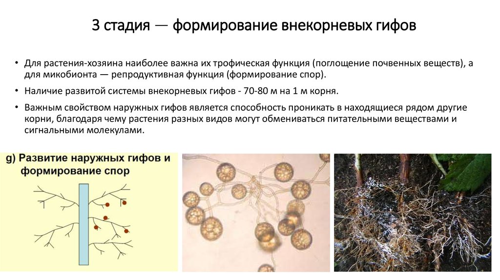 Стадия формирования. Стадии развития микоризы. Формирование спор. Стадии формирования спорокарпа. Трофические включения растений.