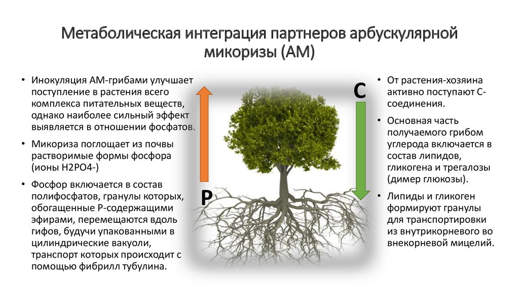 Био микориза применение инструкция по применению