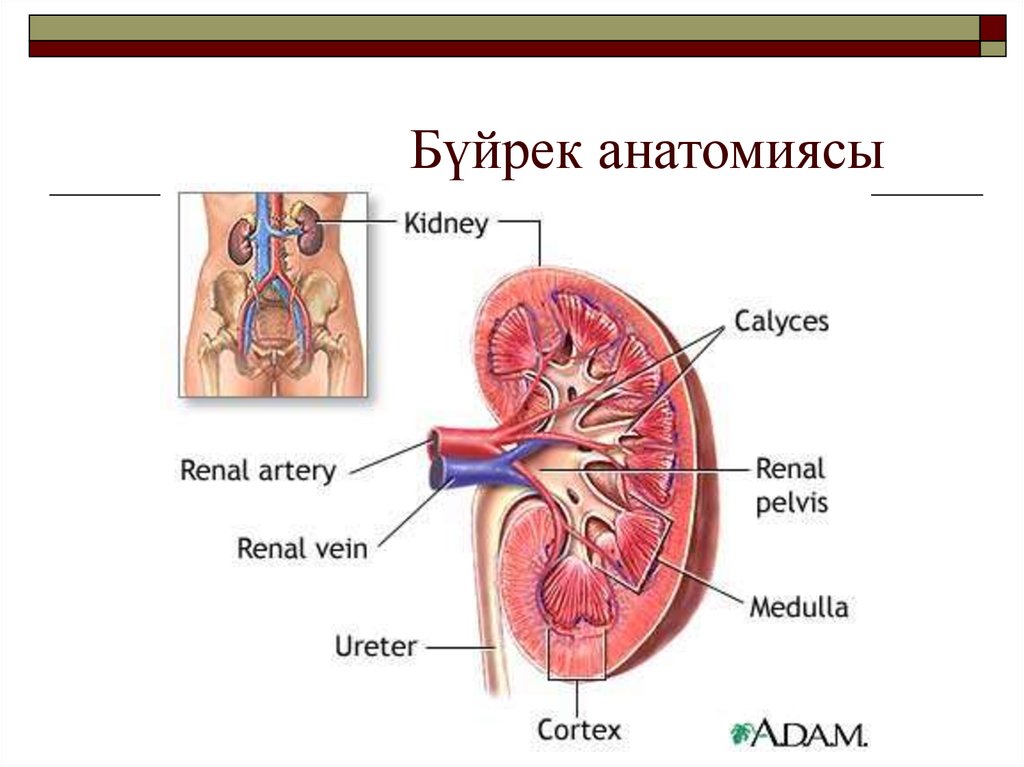 Бүйрек анатомиясы презентация