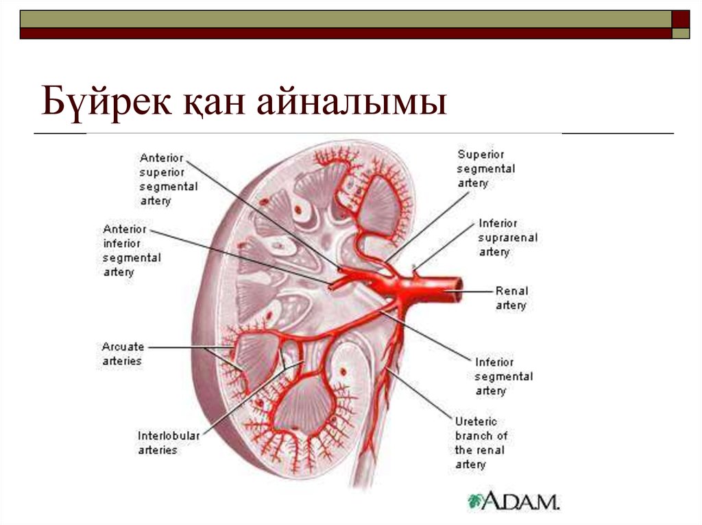 Бүйрек анатомиясы презентация