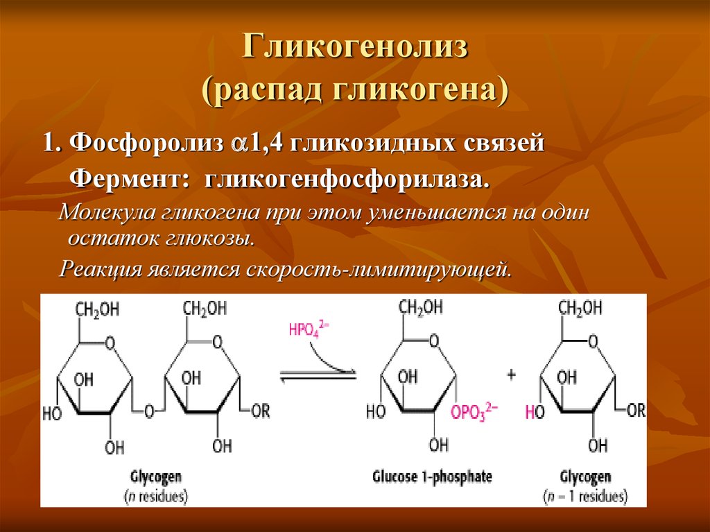 Распад гликогена. Реакция окисления \ гликогена. Гликогенолиз химизм. Распад гликогена схема формулы. Схема распада гликогена до Глюкозы.