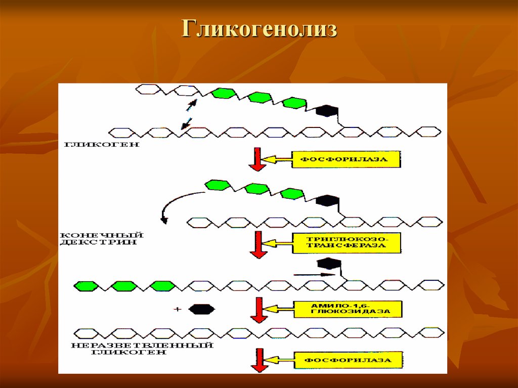 Гликогенолиз. Гликогенолиз из схема. Ферменты гликогенеза. Гликогенолиз субстраты.