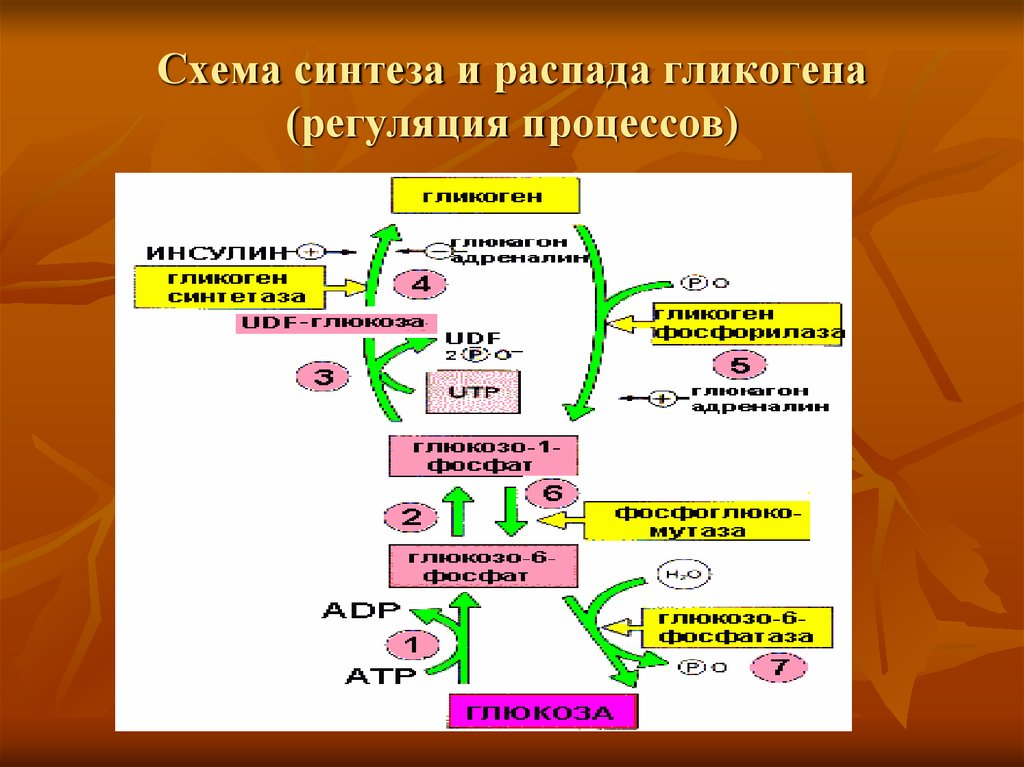 Распад гликогена. Регуляция синтеза гликогена схема. Регуляция синтеза и распада гликогена схема. Биосинтез гликогена схема. Схема процесс синтеза гликогена.
