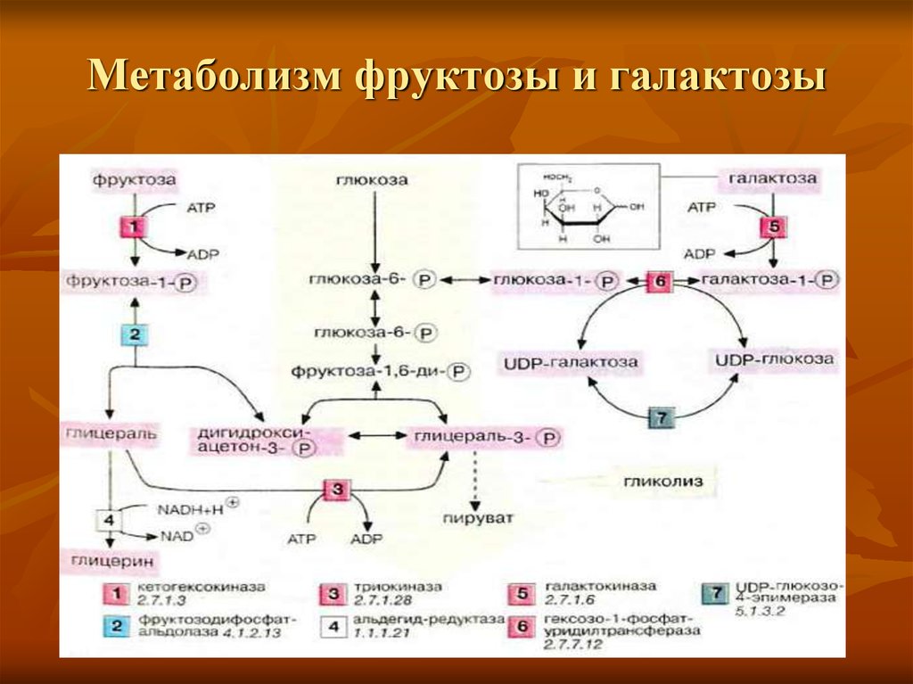 Фруктоземия биохимия презентация