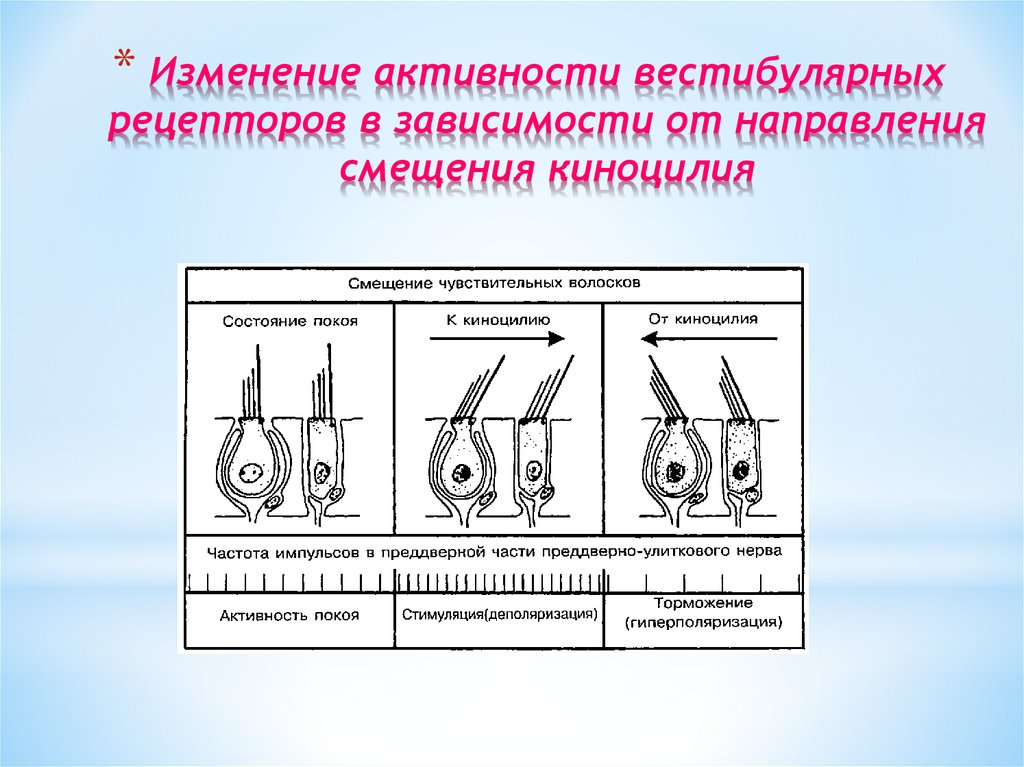 Как изменяется активность. Рецепторы вестибулярного анализатора. Строение и функции рецепторов вестибулярной системы. Механизм возбуждения вестибулярных рецепторов. Функции рецепторов вестибулярной системы.