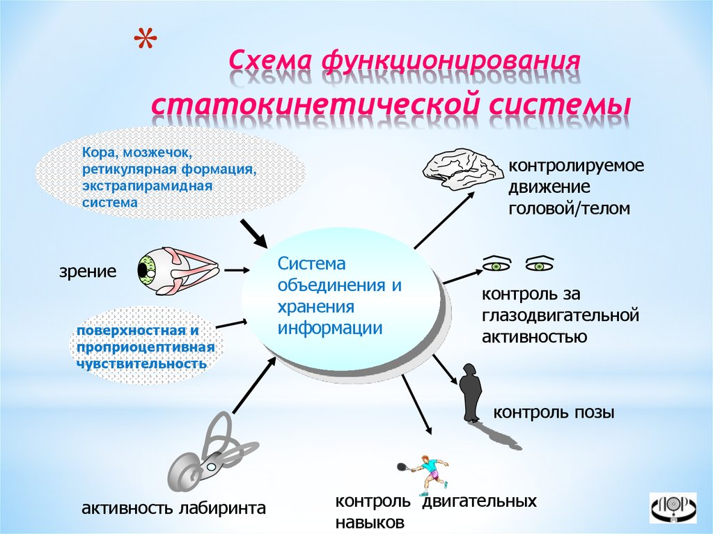 Строение статокинетического отдела уха статокинетический анализатор равновесия презентация