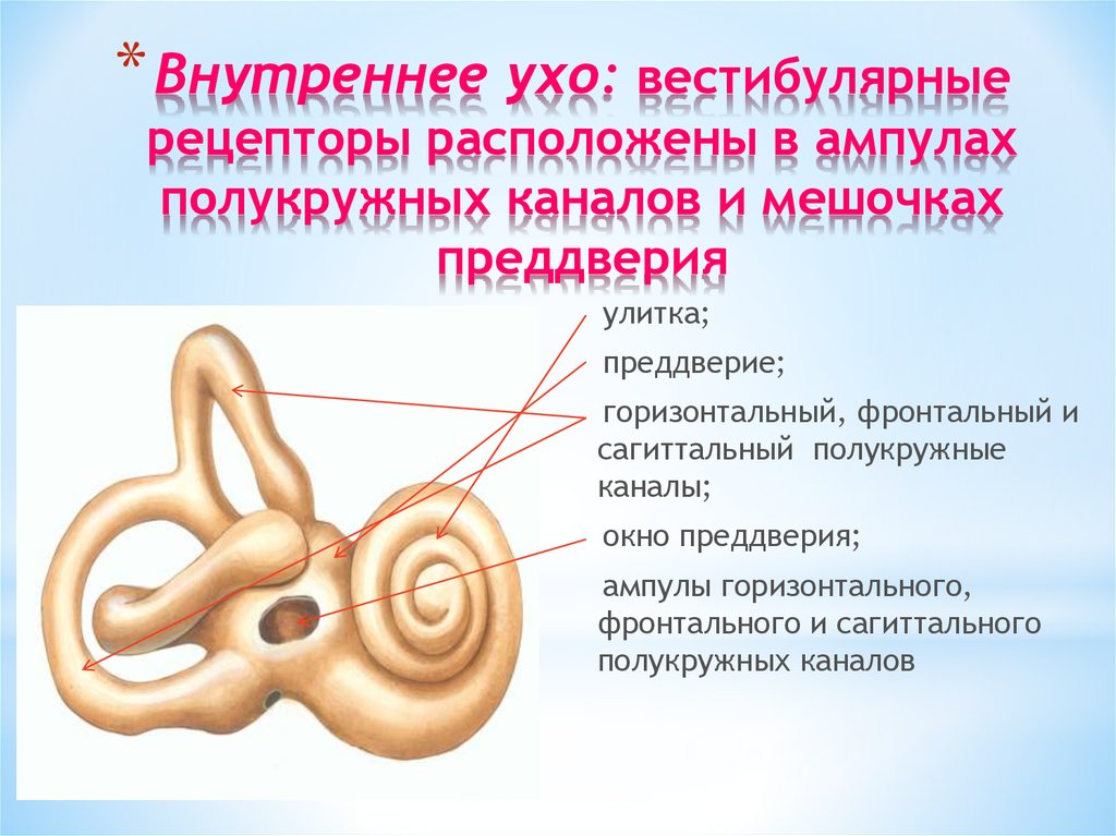 Вестибулярный аппарат расположен в среднем ухе. Полукружные каналы внутреннего уха ампулы. Вестибулярный аппарат внутреннего уха строение. Микроскопическое строение полукружных каналов. Строение полукружных каналов внутреннего уха.