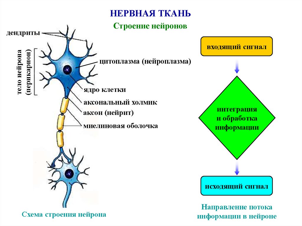 Основа нервной клетки. Строение нервной ткани таблица. Нервная ткань строение нейрона. Схема строения нервной ткани. Нервная ткань строение и функции.