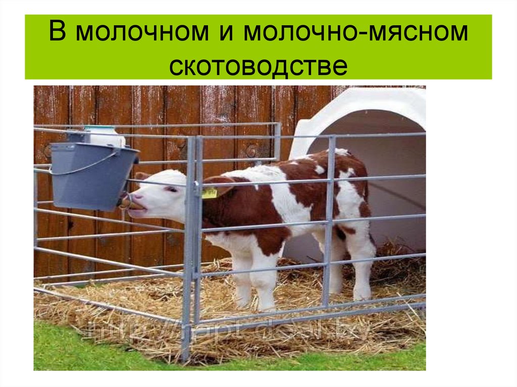 В молочном и молочно-мясном скотоводстве