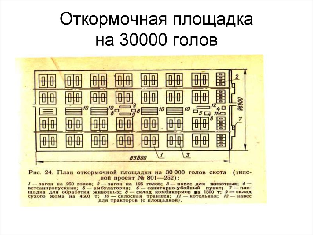 Откормочная площадка для крс проект на 100 голов