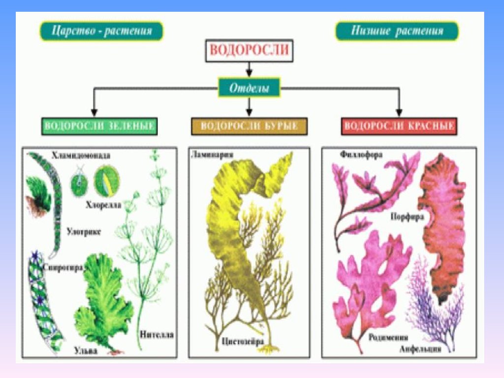 Низшие растения 4 класс. Строение и многообразие водорослей. Зеленые водоросли биология названия. Царство растений отдел водорослей. Группа растений водоросли.