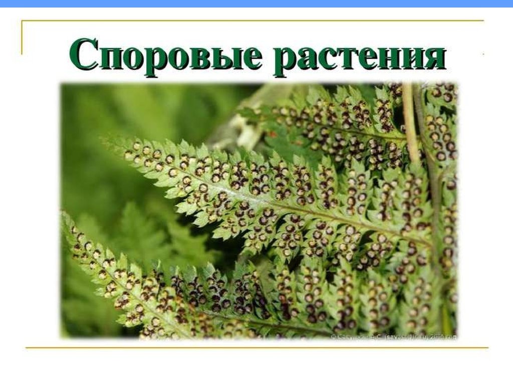 Споровые растения 7. Споровые растения названия. Спорообразование у мхов и папоротников. Строение споровых растений. Споровые растения презентация.