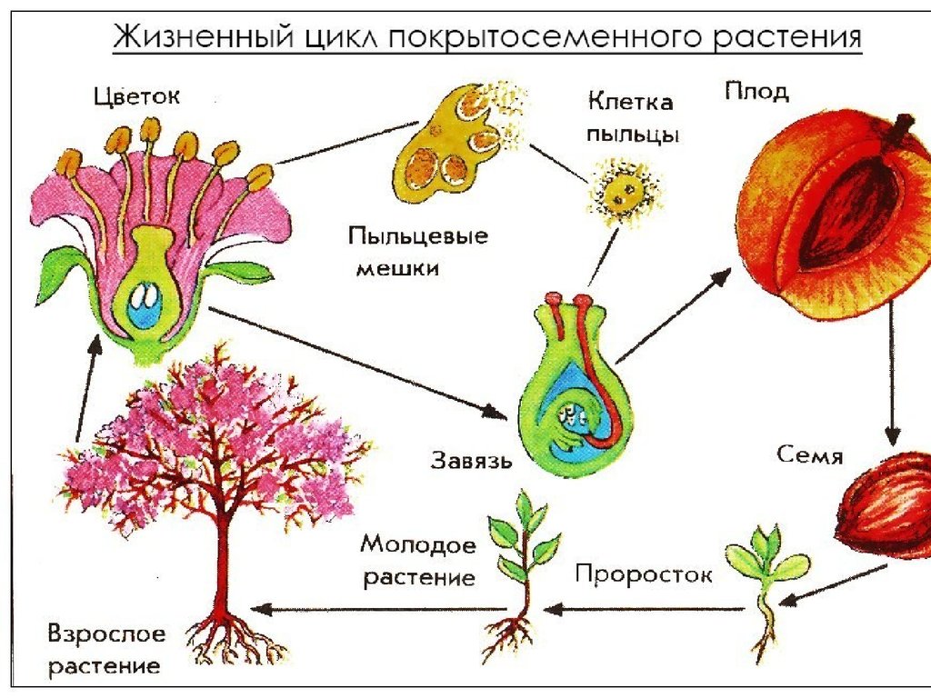 Покрытосеменные произошли от. Цикл развития покрытосеменных растений схема. Жизненный цикл покрытосеменных растений схема. Жизненный цикл покрытосеменных схема ЕГЭ. Жизненный цикл цветкового растения схема.