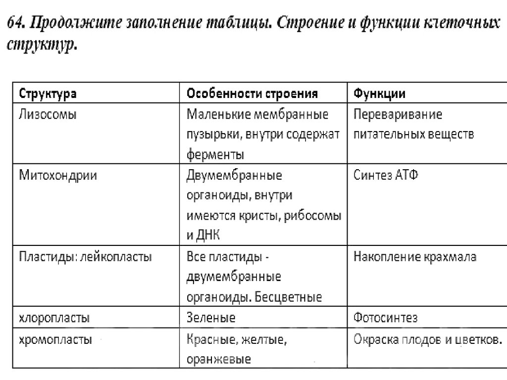 Заполнить таблицу строение клетки. Таблица по органам растений. Строение лейкопласты и ее функции таблица. Таблица по биологии органы растений. Лейкопласты особенности строения и функции.