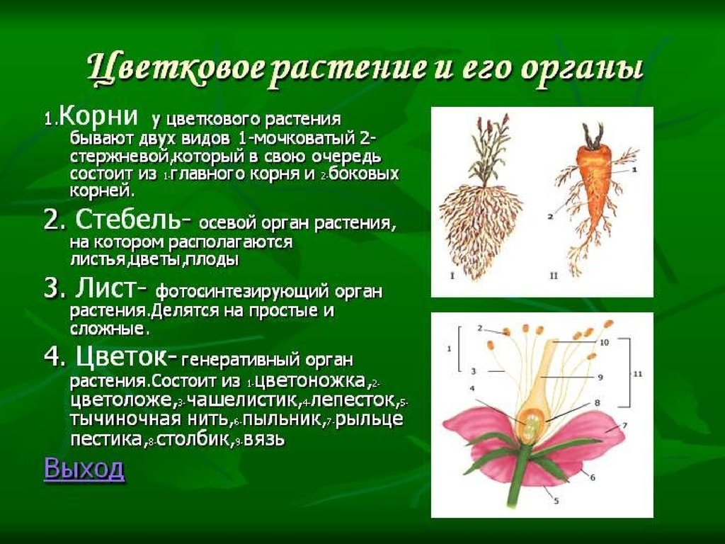 1 цветковые. Цветковое растение и его органы. Презентация на тему органы растений. Органы растений сообщение. Доклад на тему органы цветковых растений.