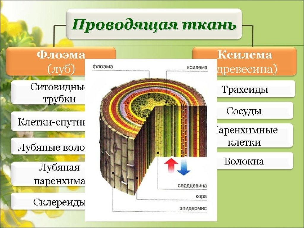 Характеристика флоэмы и ксилемы. Ткани растений Ксилема флоэма. Проводящая ткань Ксилема и флоэма. Ксилема и флоэма это ткани. Клетки древесины Ксилема флоэма.