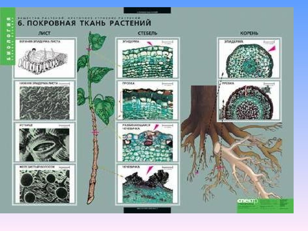 Ткани растений картинки