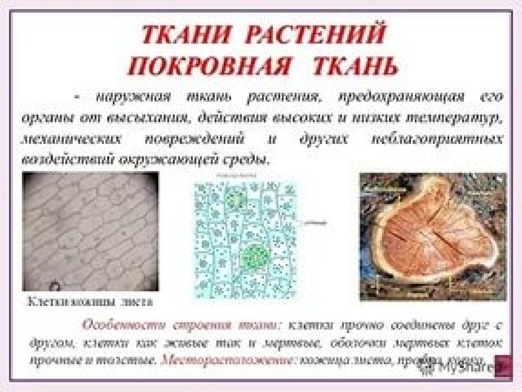 Основная ткань строение. Функции покровной ткани растения. Покровные ткани таблица. Покровная ткань место расположения. Сообщение на тему ткань покровная.