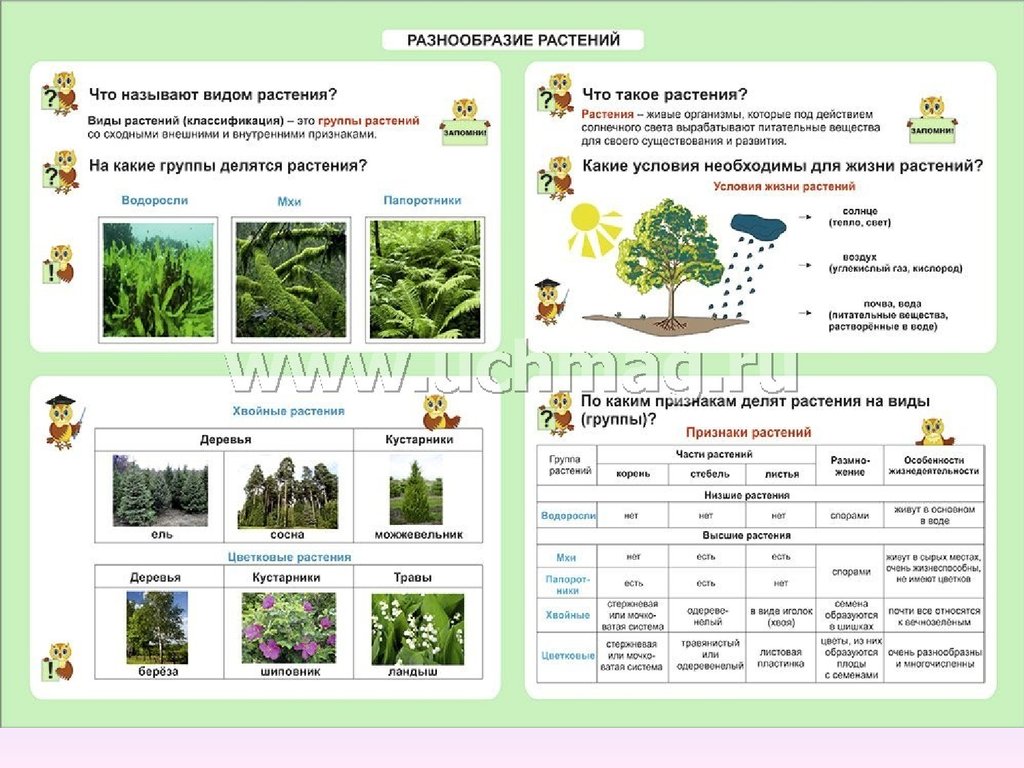 Окр мир таблица. Разнообразие растений. Таблица разнообразие растений. Группы и виды растений. Разнообразие растений группы растений.