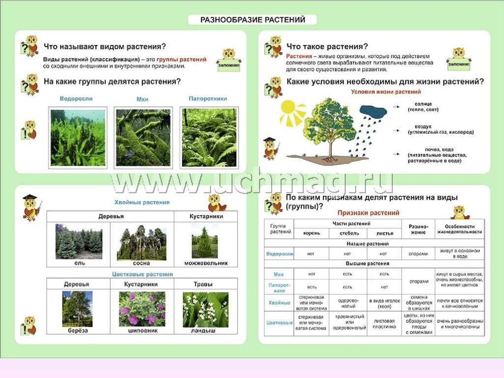Таблица по окружающему миру 4 класс. Таблица разнообразие растений. Разнообразие растений группы растений. Группы растений 3 класс окружающий мир таблица. Окружающий мир разнообразие растений.