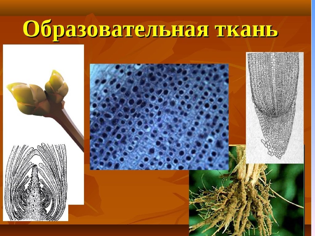 Какие существуют ткани растений. Образовательная ткань растений 6 класс биология. Образовательная ткань 5 класс биология. Что такое образовательная ткань в биологии. Растительные ткани.