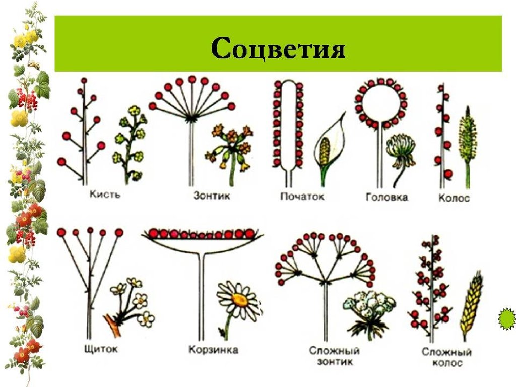 Строение цветка соцветие 6 класс. Соцветие кистевидная корзинка. Соцветие полузонтик. Схема классификации соцветий цветковых растений. Растение с соцветием полузонтик.