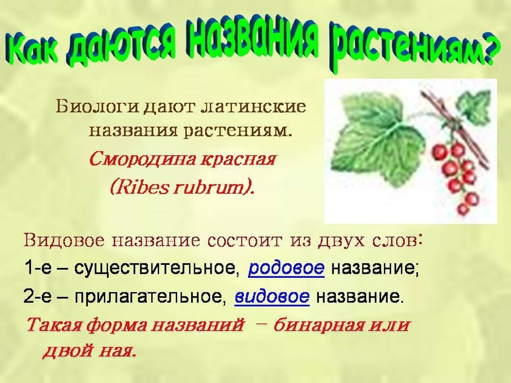 Проект прилагательные в названиях растений