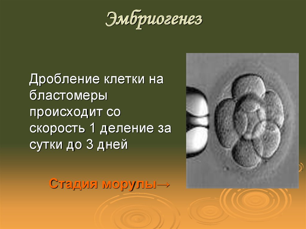 Дробление клетки. Дробление бластомеров происходит. Темные и светлые бластомеры. Бластомеры дочерние клетки.