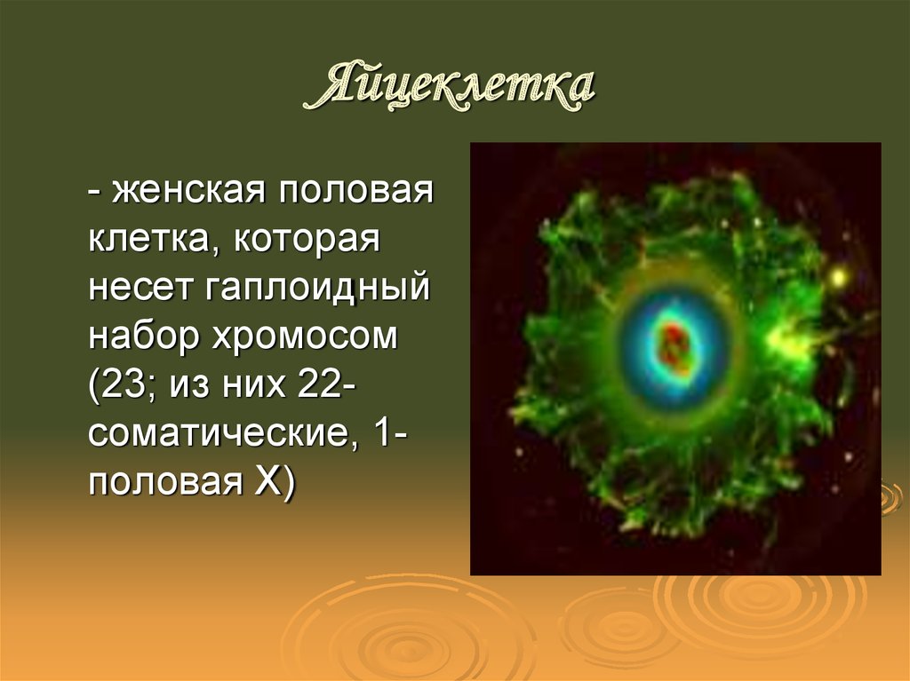 В яйцеклетке человека содержится 23 хромосомы. Набор хромосом яйцеклетки.