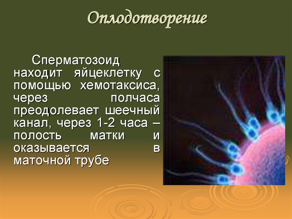 Проект на тему оплодотворение