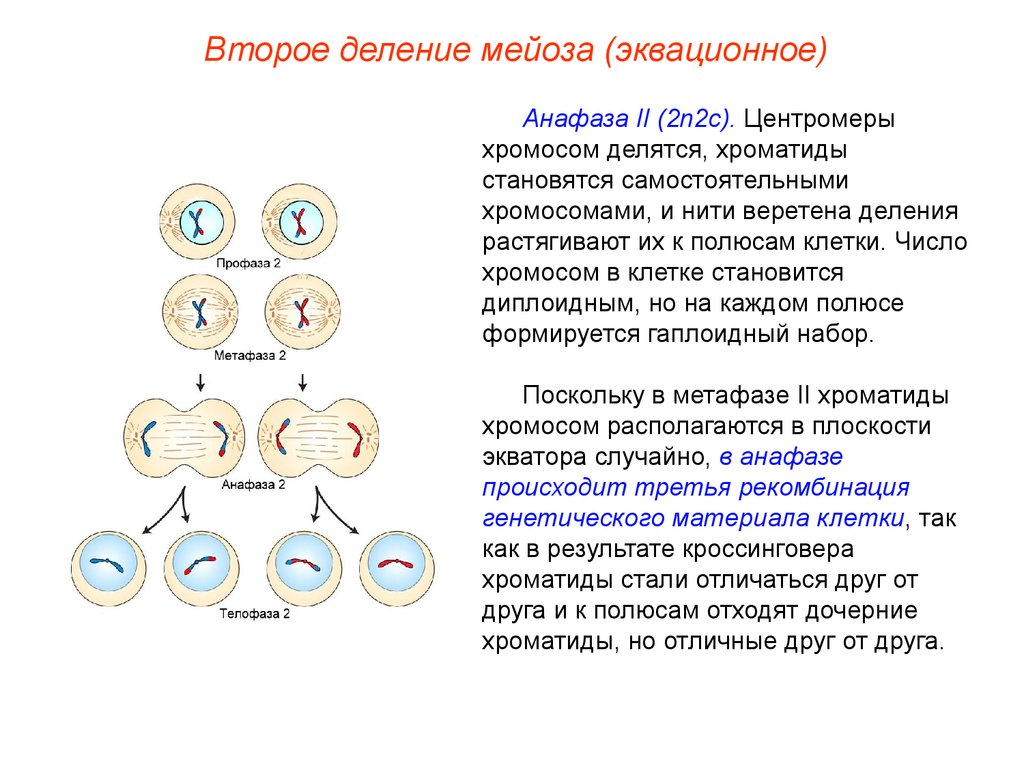 Мейоз анафаза 2 набор хромосом. Фазы мейоза хромосомы. Профаза второго деления мейоза. Профаза 2 деления мейоза. Анафаза второго деления мейоза хромосомы.
