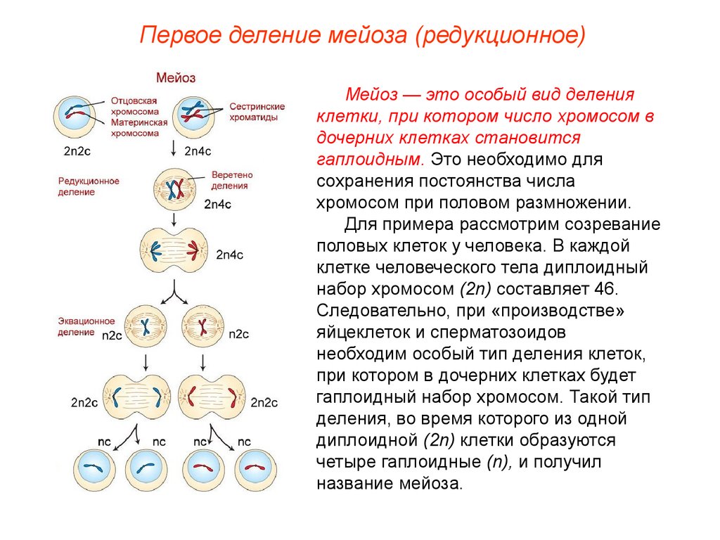 Сколько хромосом содержится в оплодотворенной клетке. Схема мейоза первое деление и второе деление. Мейоз 1 фазы и процессы. Процесс происходящий в 1 делении мейоза. Фазы деления клетки таблица мейоз.