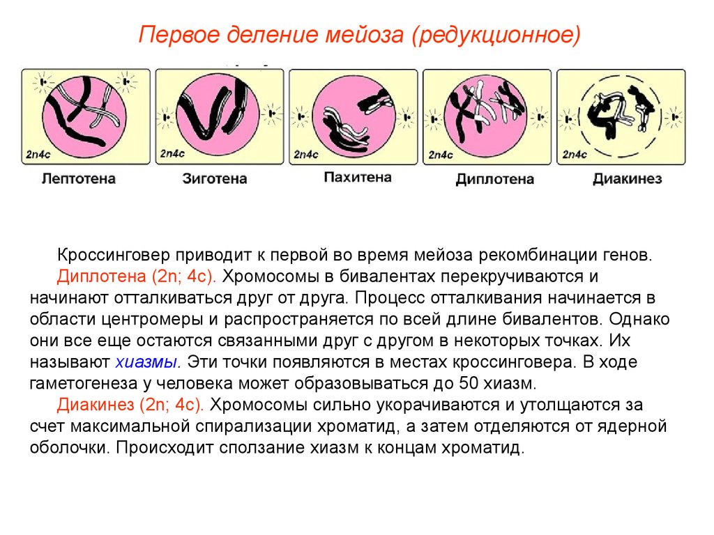 В профазе происходит спирализация хромосом. Фазы мейоза хромосомы. Мейоз зиготена пахитена диплотена. Метафаза мейоза 2. Мейоз 1 деление.