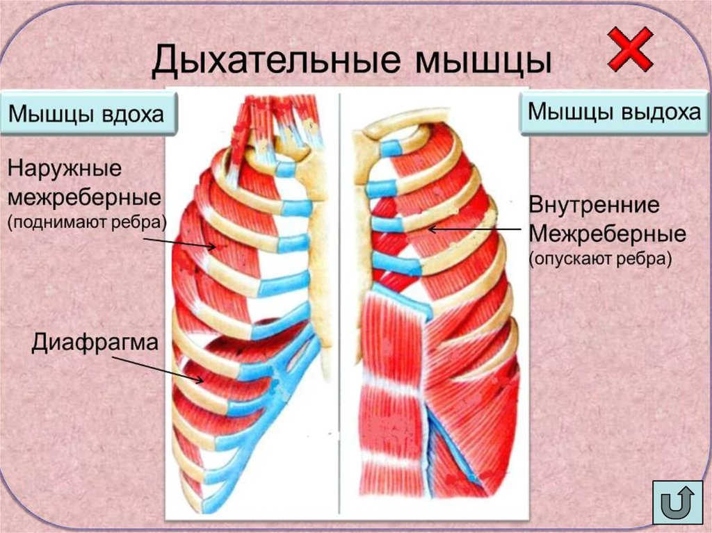 Роль грудной клетки в процессе дыхания