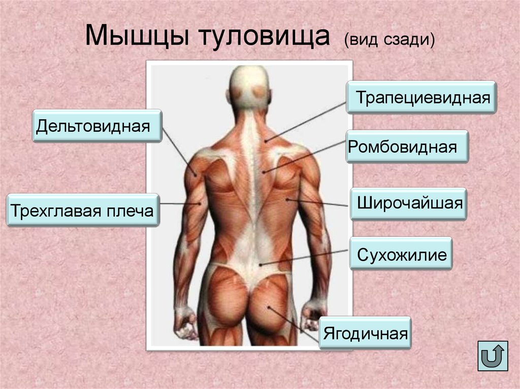 Работа туловища. Функции мышцы туловища сзади функция. Мышцы туловища анатомия вид сзади. Мышцы туловише человека. Группы мышц торса.