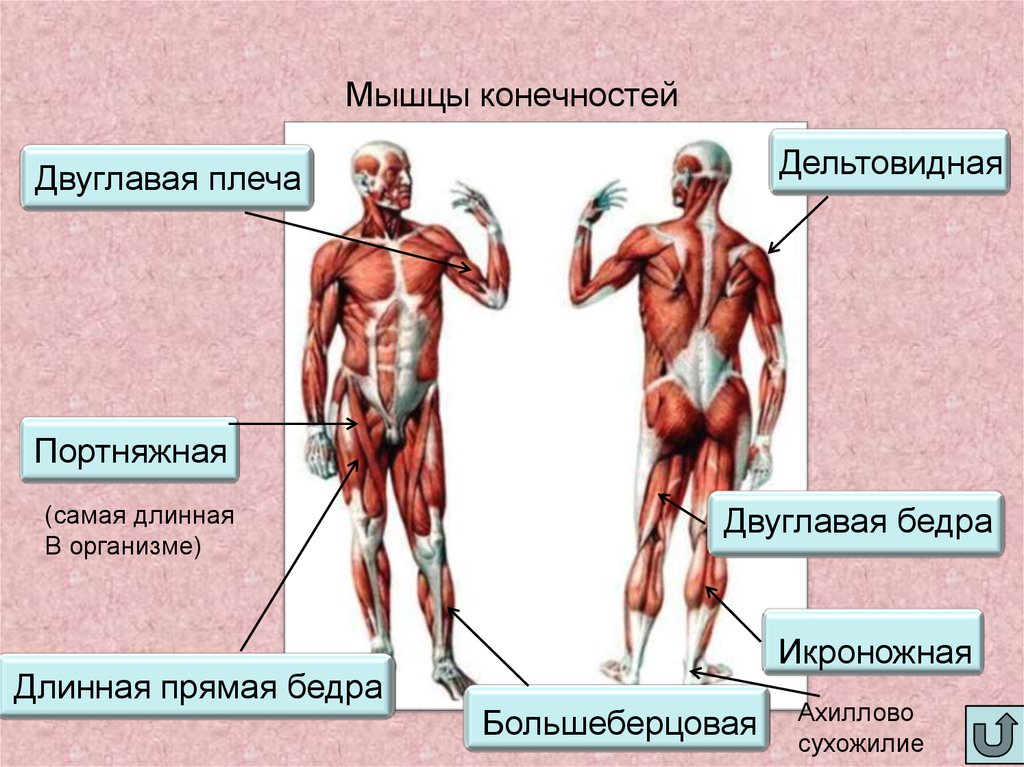 Работа и функции мышц. Мышцы человека. Мышцы тела и конечностей. Мышцы тела человека в картинках. Мышцы туловища и конечностей.