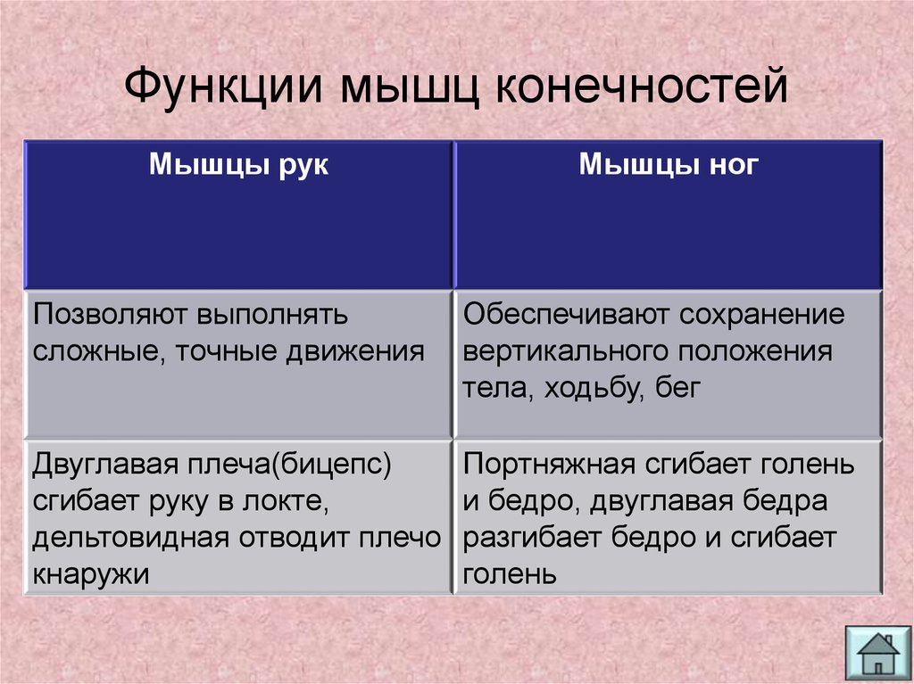 8 функций мышц. Мышцы конечностей функции. Мышцы руки функции. Функции мышц ног. Функции мышц верхних конечностей.