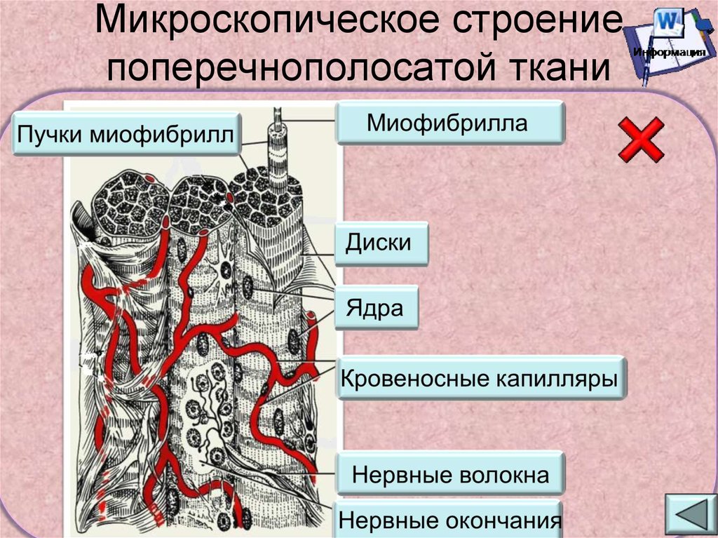 Микроскопическое строение. Микросуопические строение Туани. Иакроскопическое строение ткани. Микроскопическое строение тканей.