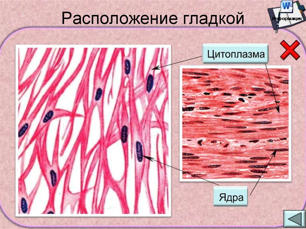 Строение клетки гладкая мышечная ткань. Строение клетки гладкой мышечной ткани. Строение ткани гладкая мышечная ткань. Строение гладкой мышечной ткани рисунок. Микроскопическое строение гладкой мышечной ткани.