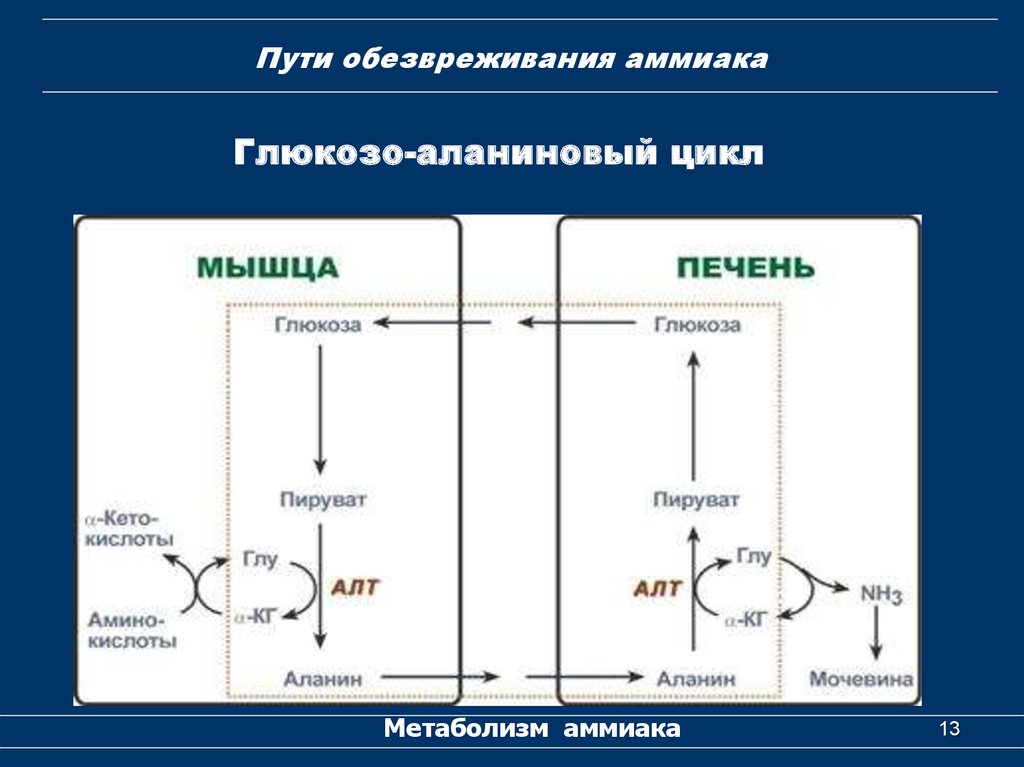 Дополнительный путь. Схема глюкозо-аланинового цикла. Глюкогзааланиновый цикл. Метаболизм аммиака в организме схема. Глюкозо аланиновый цикл биохимия.