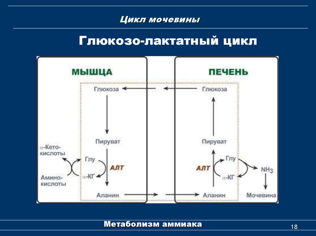 Образованием мочевины в обмене веществ