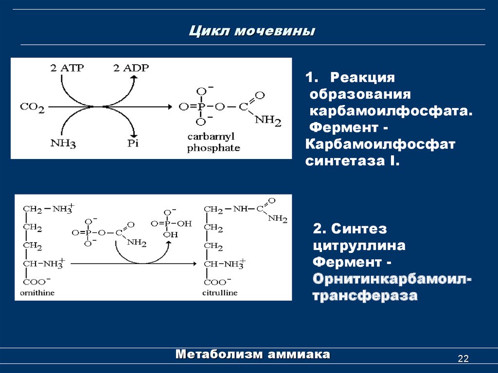 Реакции образования циклов. Карбамоилфосфат синтетаза 2. Карбамоилфосфат синтетаза мочевины. Цикл образования мочевины реакции. Реакция синтеза карбамоилфосфата.