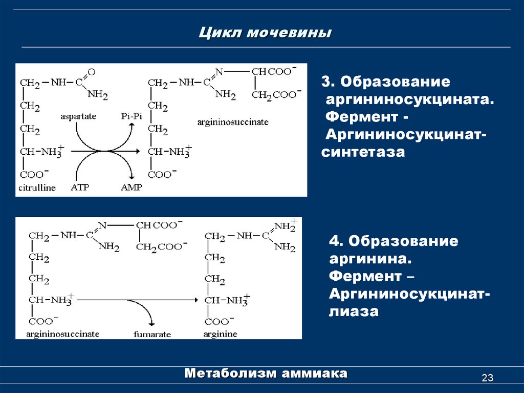 Образование мочевины в процессе обмена веществ